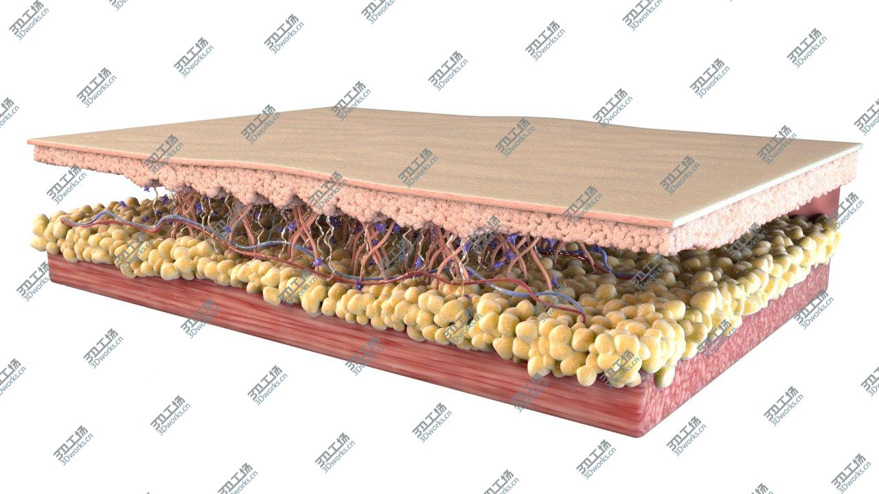 images/goods_img/20210313/Skin Cross Section Healthy 3D model/3.jpg